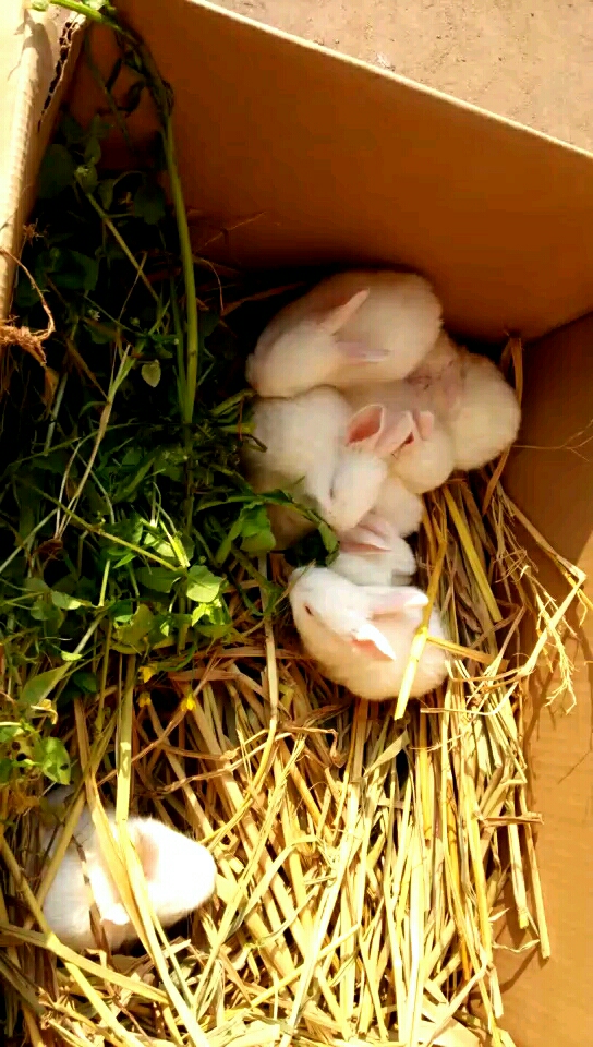 八只小兔子萌萌哒,有喜欢的没