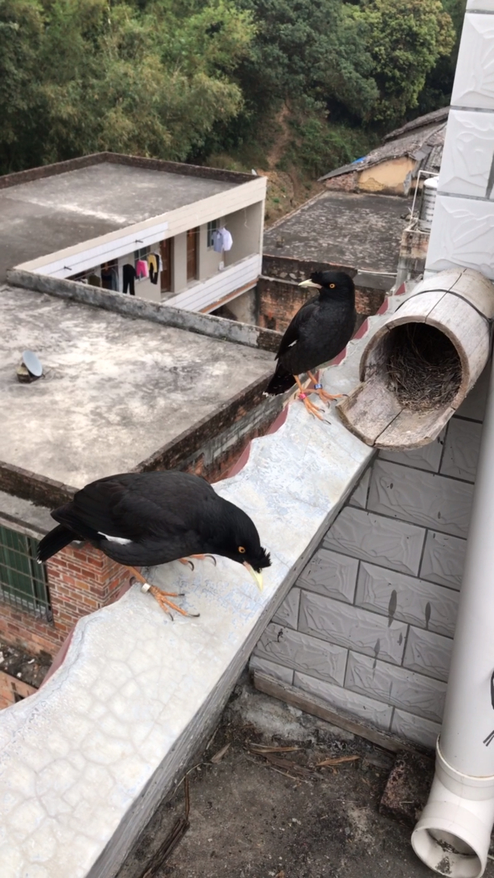 楼顶发现两只乌鸦做了一个窝