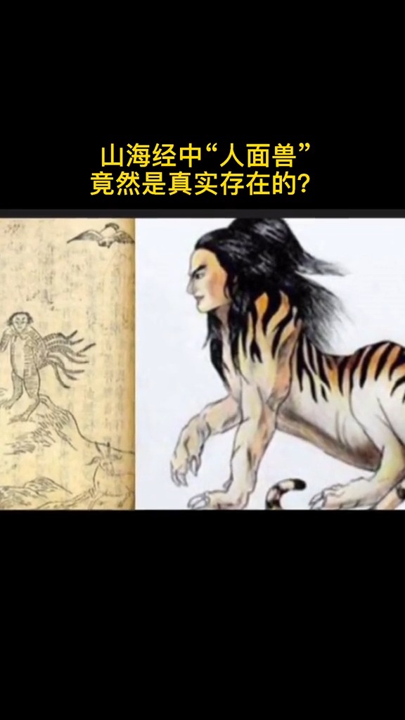 南非白耳狨与《山海经》中记载"有兽焉,其状如禺而白耳,伏行人走,其名