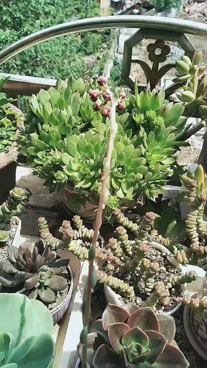 在家云旅游#大和锦长出花剑