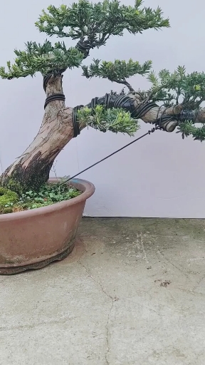 邻水式米叶罗汉松,四季不落叶,适合家庭摆放的