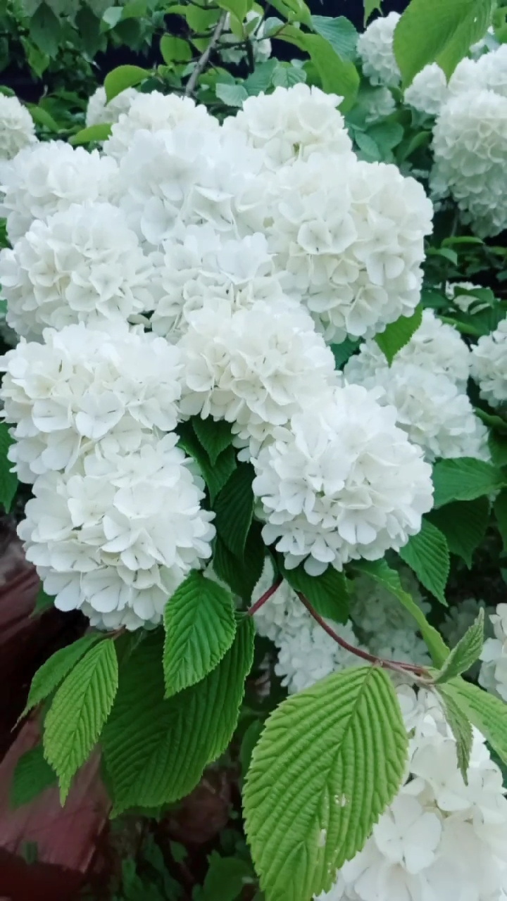 好看吗?我给她取名"球球花"