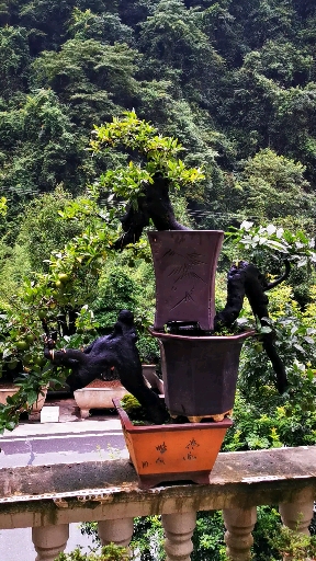 一组悬崖金弹子