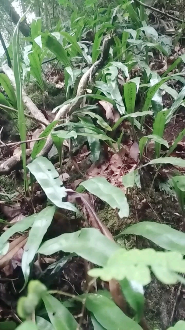 神奇的草药,叶片上长金珠的草药