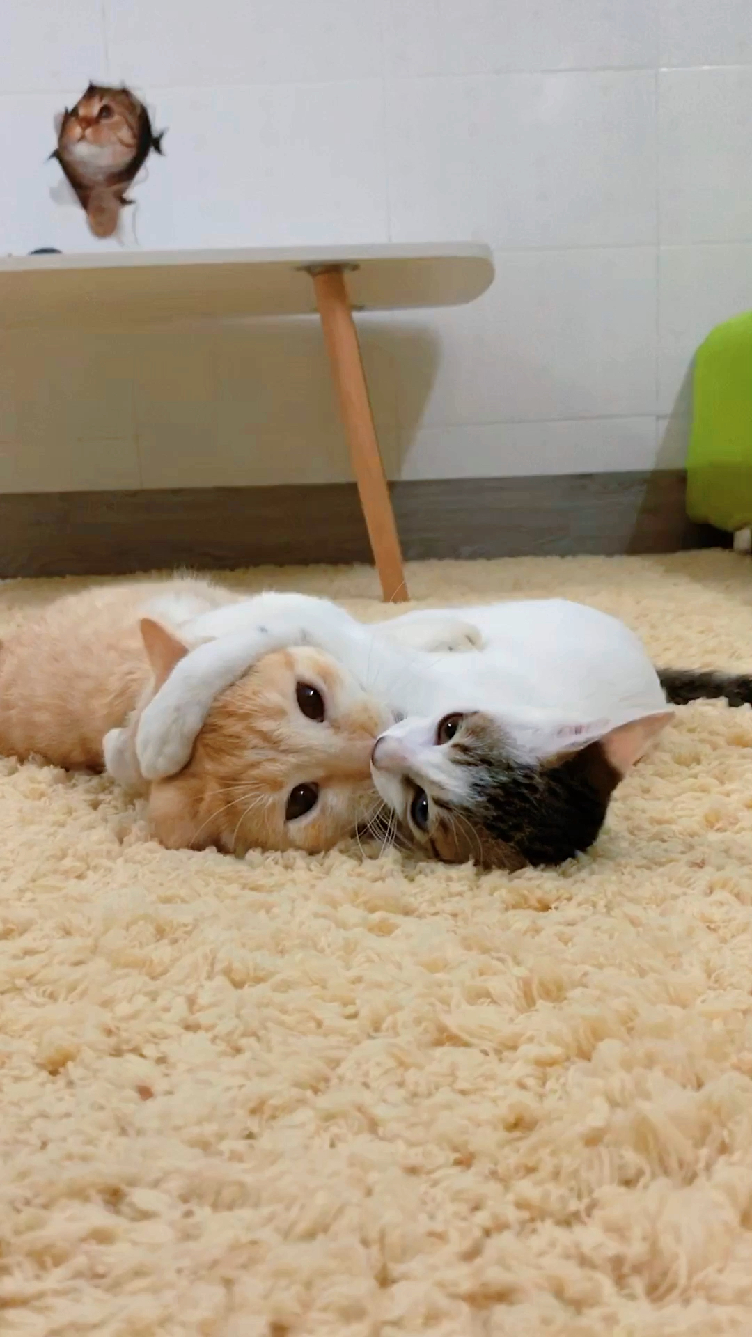 家有萌娃#两只猫抱着亲