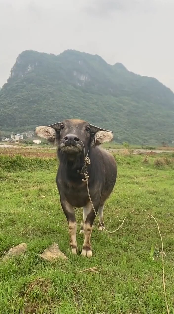 搞笑视频#这牛为什么要用鼻孔瞪着我