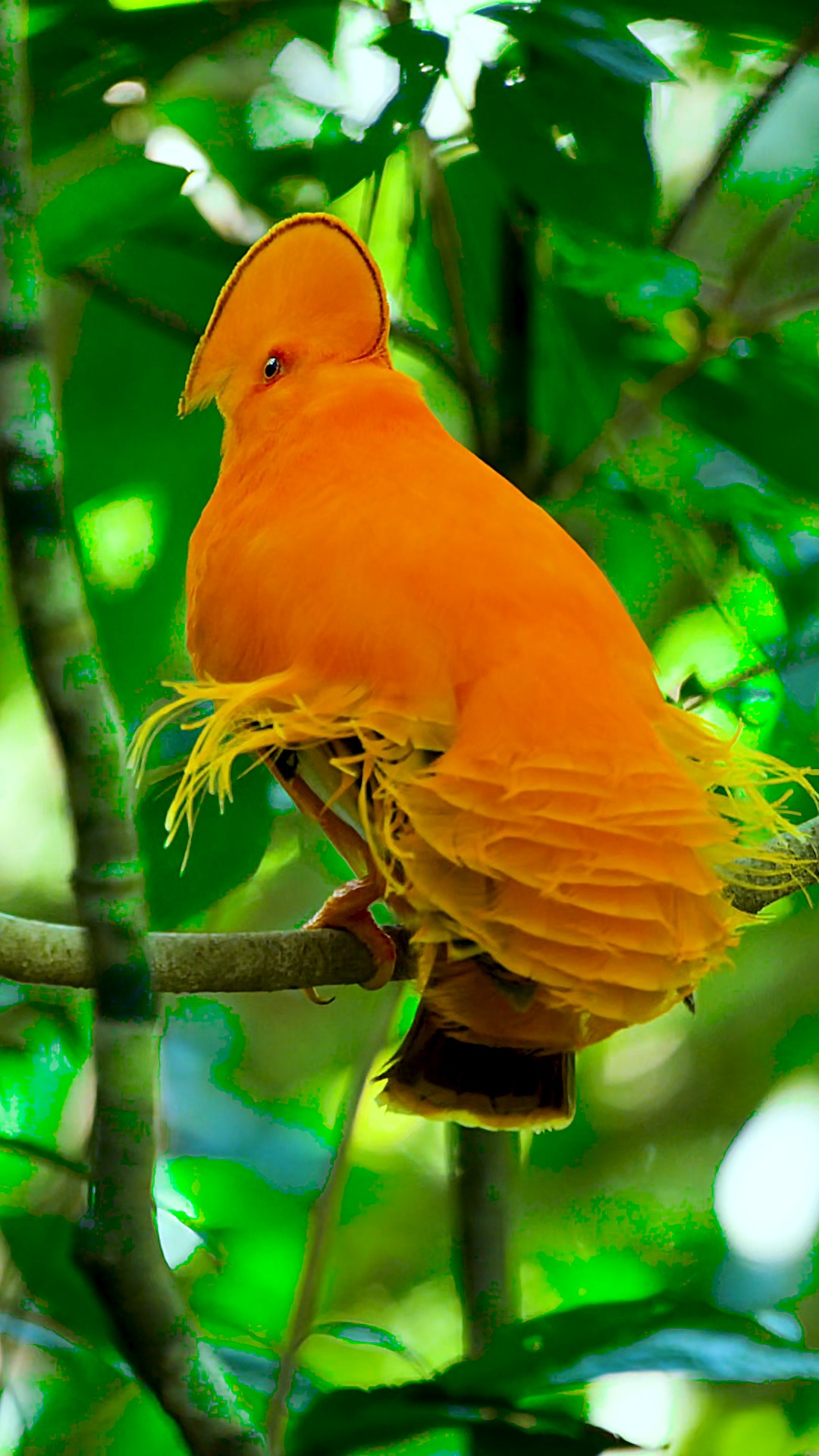 动物世界#动冠伞鸟,头上那把小扇子宝宝们一定喜欢,太可爱了-度小视