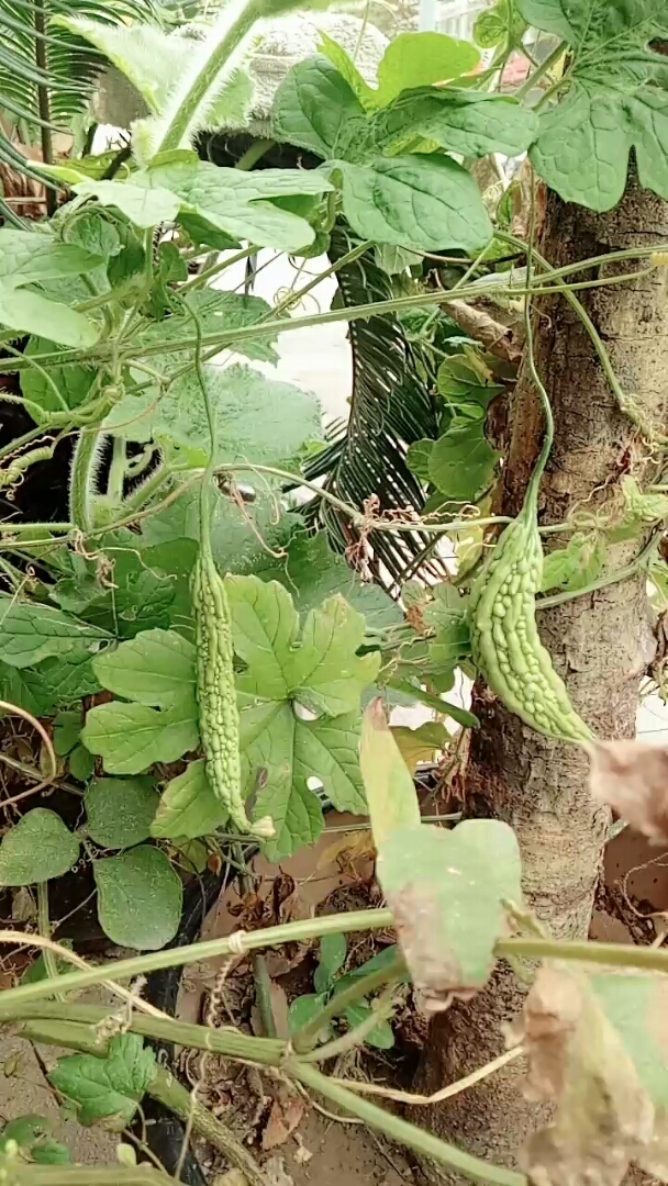 自然的神奇,自己种的苦瓜结果了.