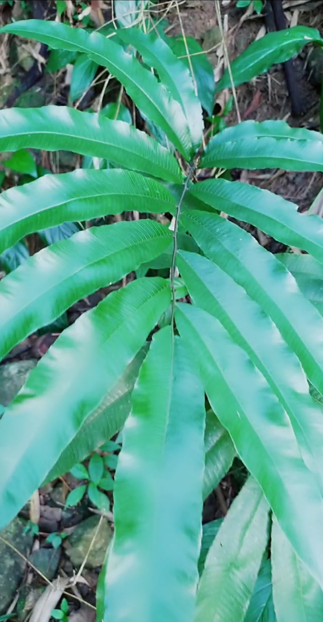 认识中草药#凤丫蕨治风湿骨痛的药材