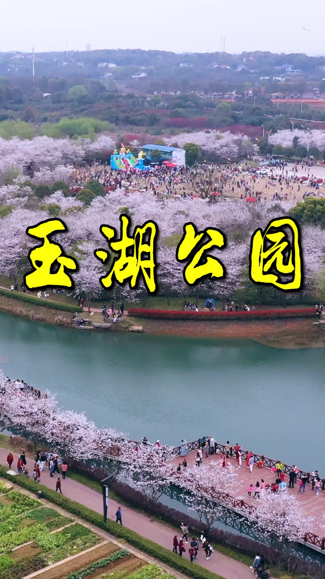 樱花#长沙玉湖公园成为今年春天赏樱花的黑马,花很美,人也特别多.