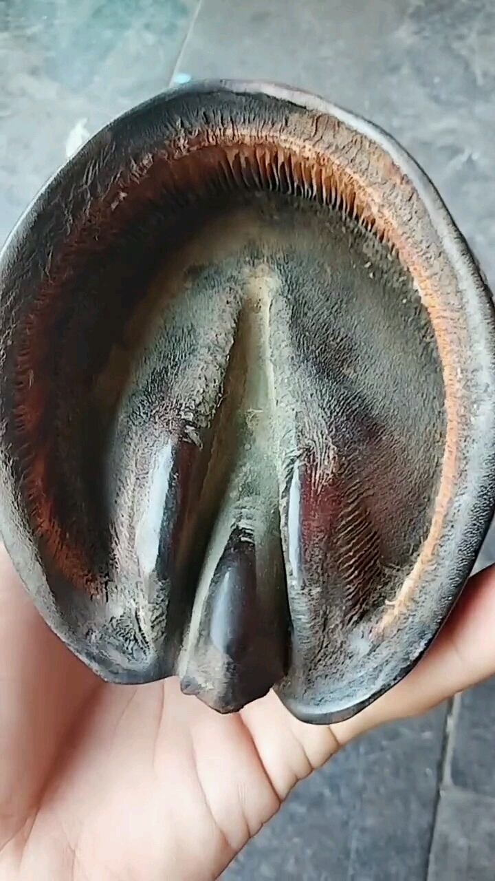 从老爷子家里看到的马蹄子我越看越不像