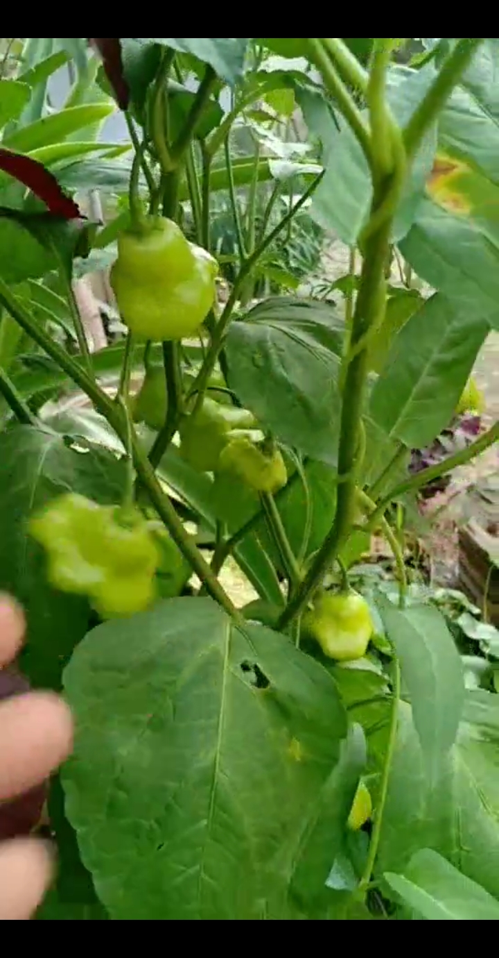 我要上热门#元宝辣椒礼品罕见