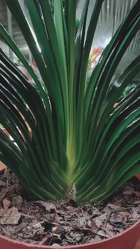 全民正能量#发坐基君子兰这样养出来的