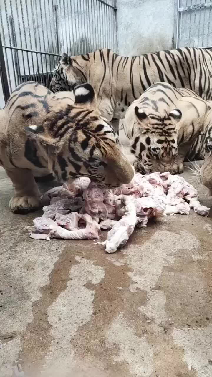 赛虎吃肉的图片图片