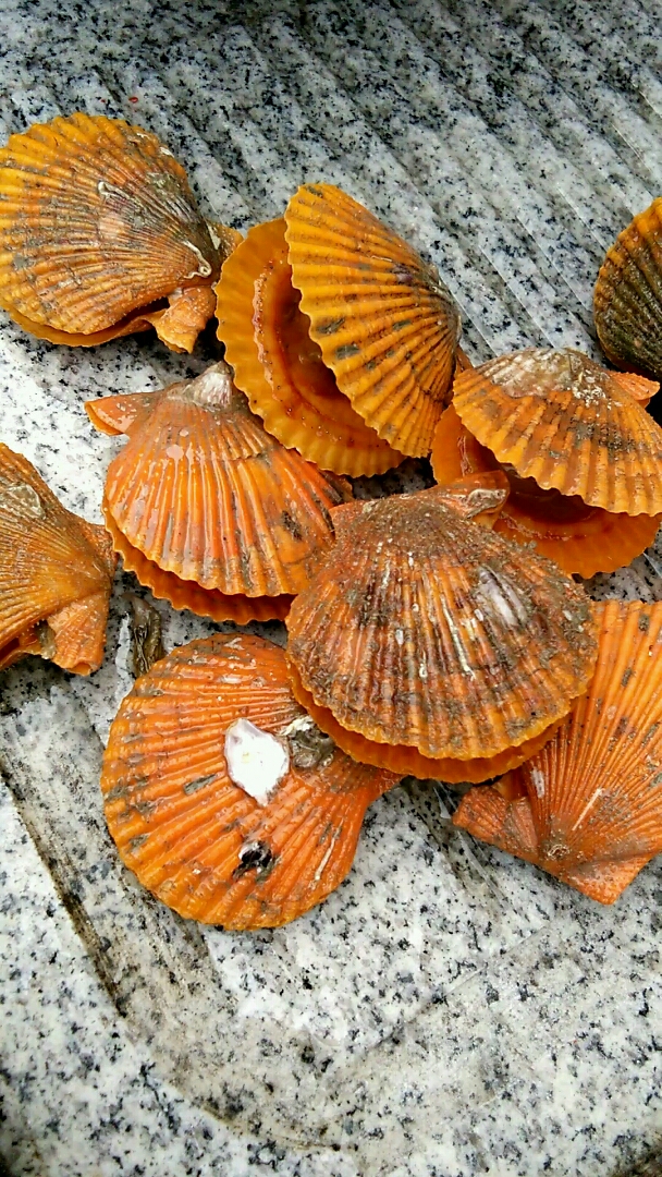 黄色扇贝,活的会张开!