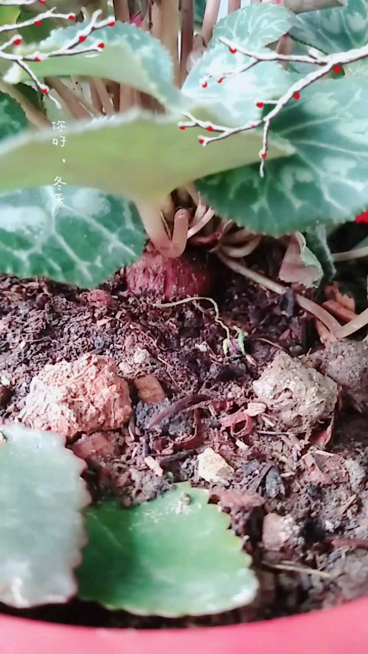 仙客来#仙客来种球一定要露出来哦!