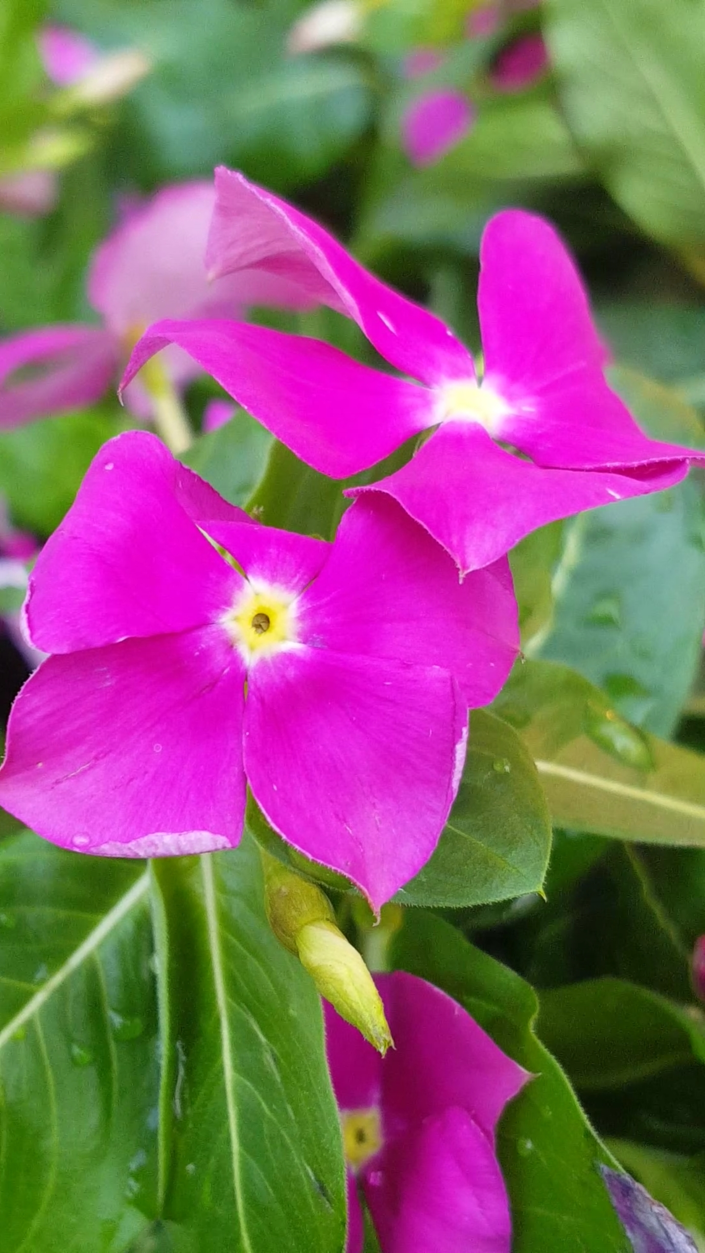 新年游记#漂亮的三种颜色的小花好美呀