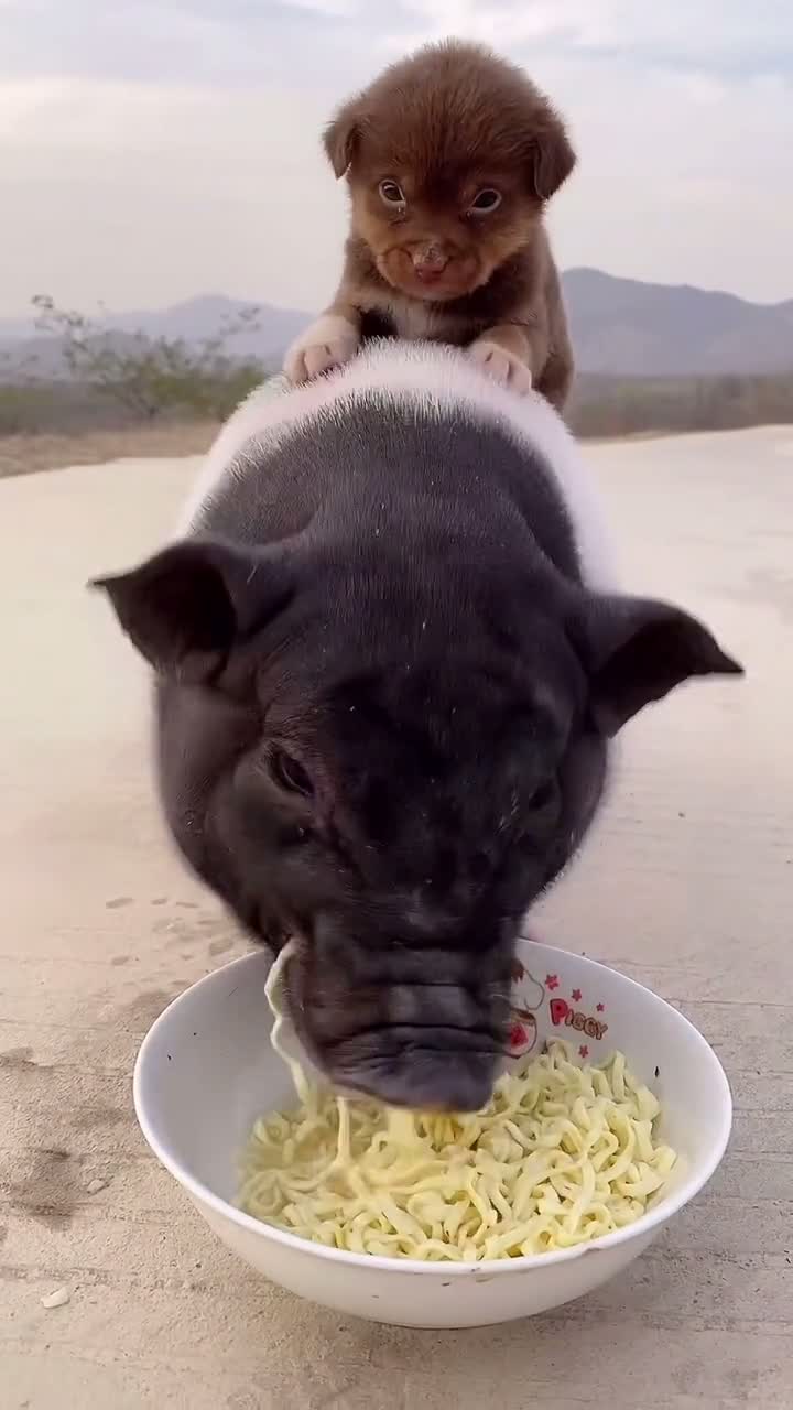 看着小猪吃面感觉我肚子都饿了