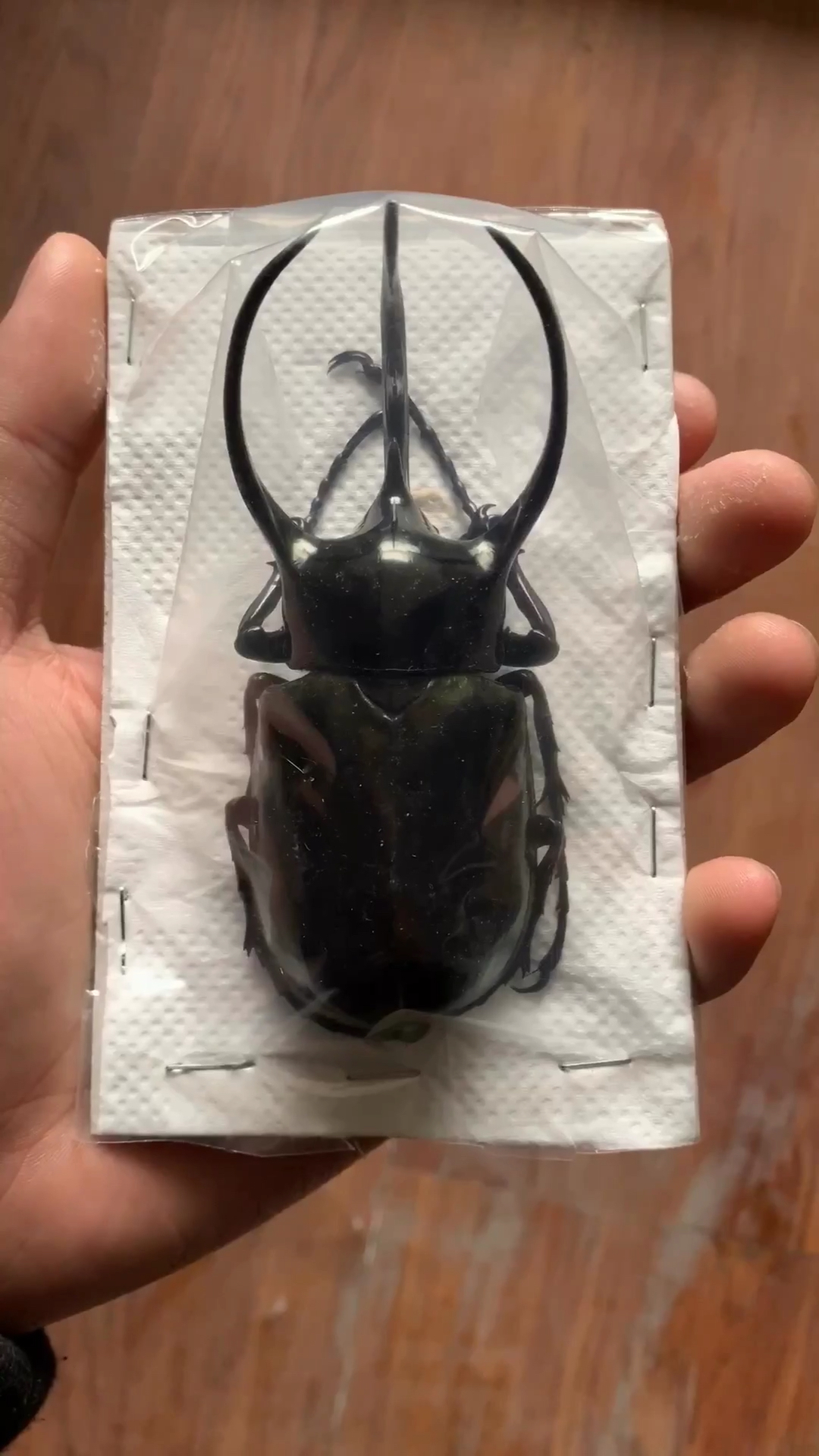 南洋大兜虫标本