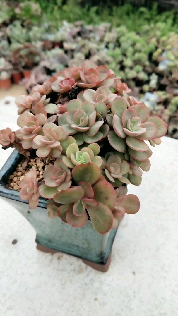 最美状态小叶秀妍