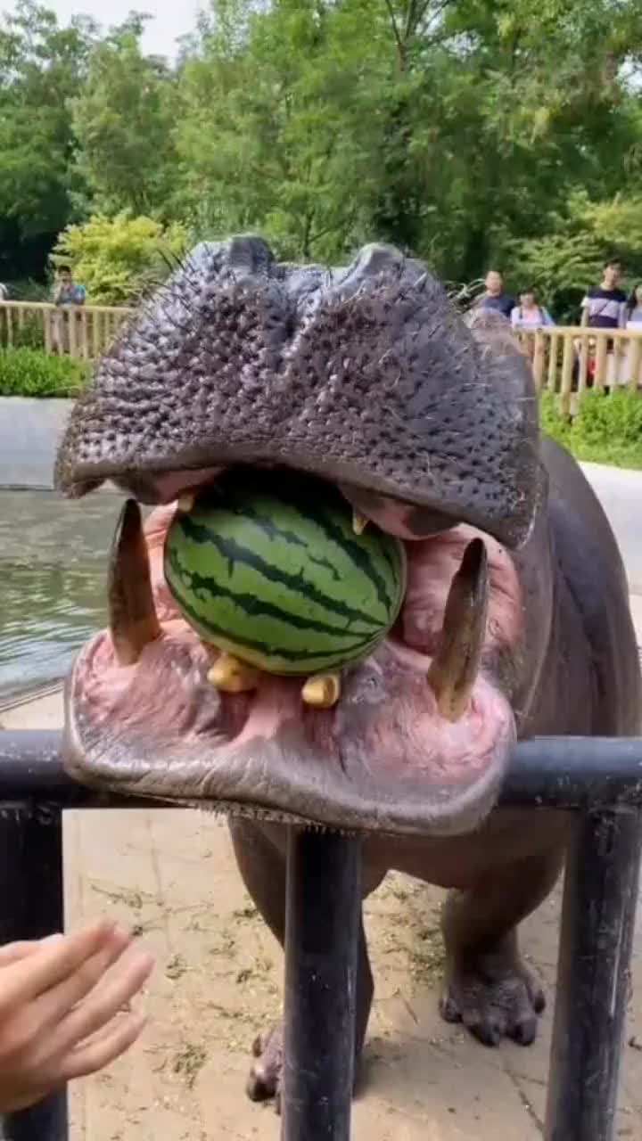 动物园的河马,大口吃西瓜,这嘴巴犹如一个榨汁机!