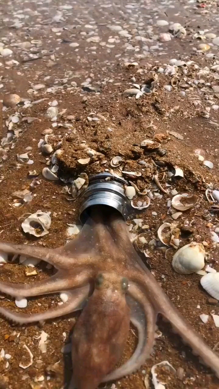 八爪鱼钻洞