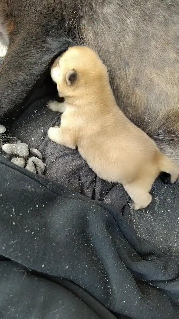 娱乐#这只狗,养了五年了,也算是老狗了,这次就生一只小奶狗,不够瓮骀