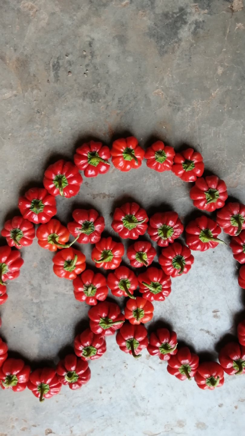 指尖作画#今天又采摘南瓜椒了.