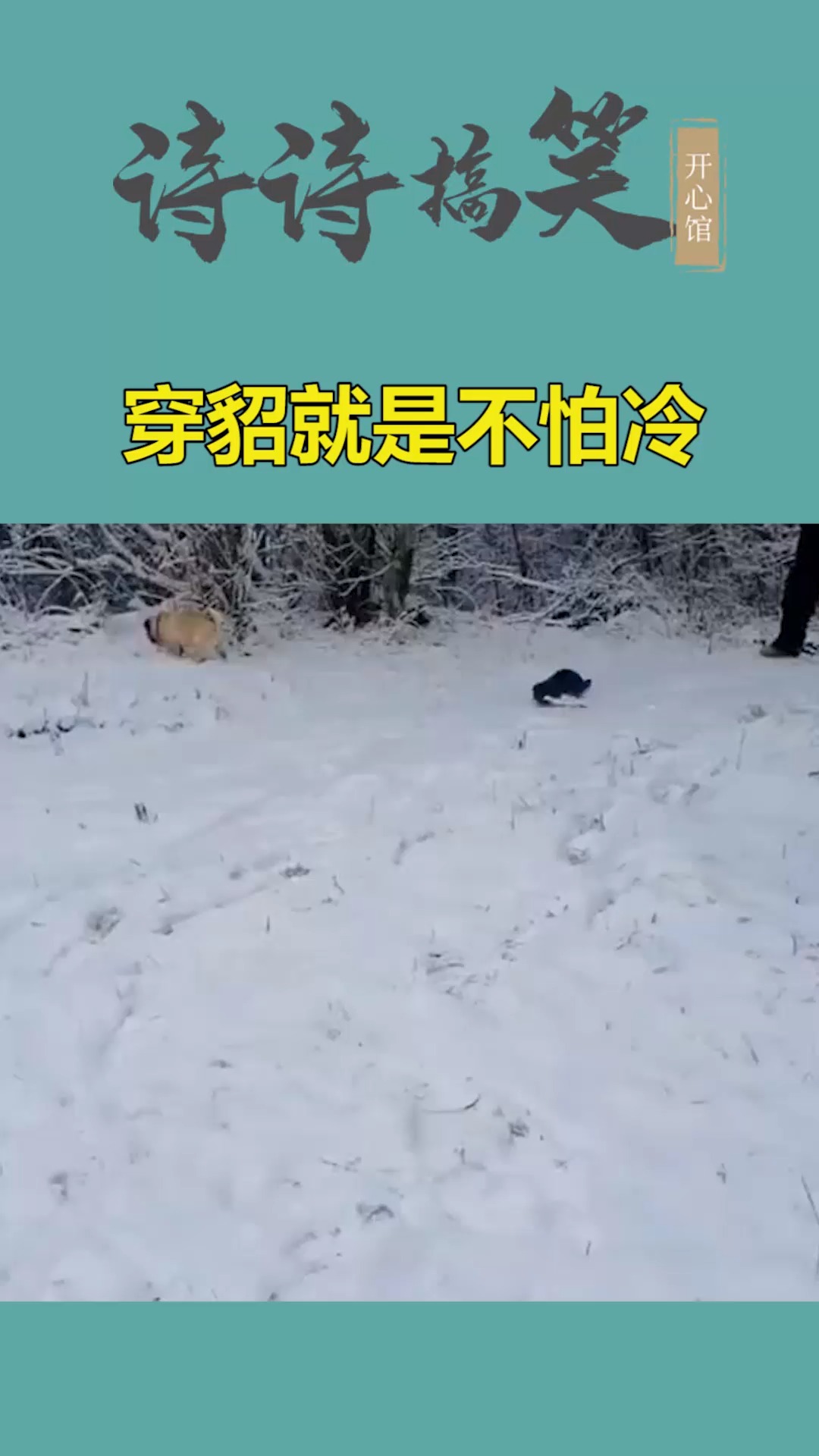 我搞笑你开心#穿貂的就是不一样