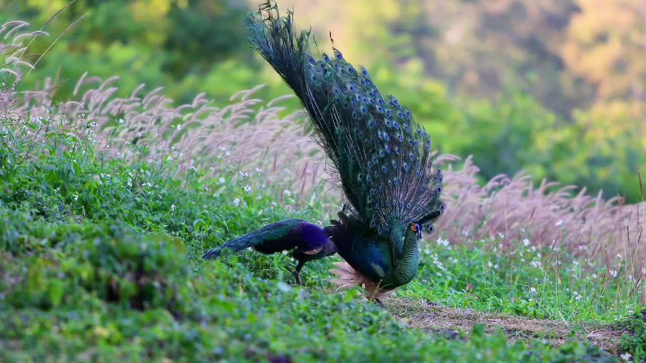 野生绿孔雀,每年十月中至来年二月初,它们就会从泰北深山飞出来,热恋