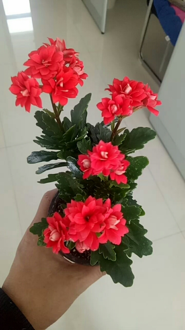 长寿花_非洲红宝石(这么红也不能吸引友友的眼球吗?