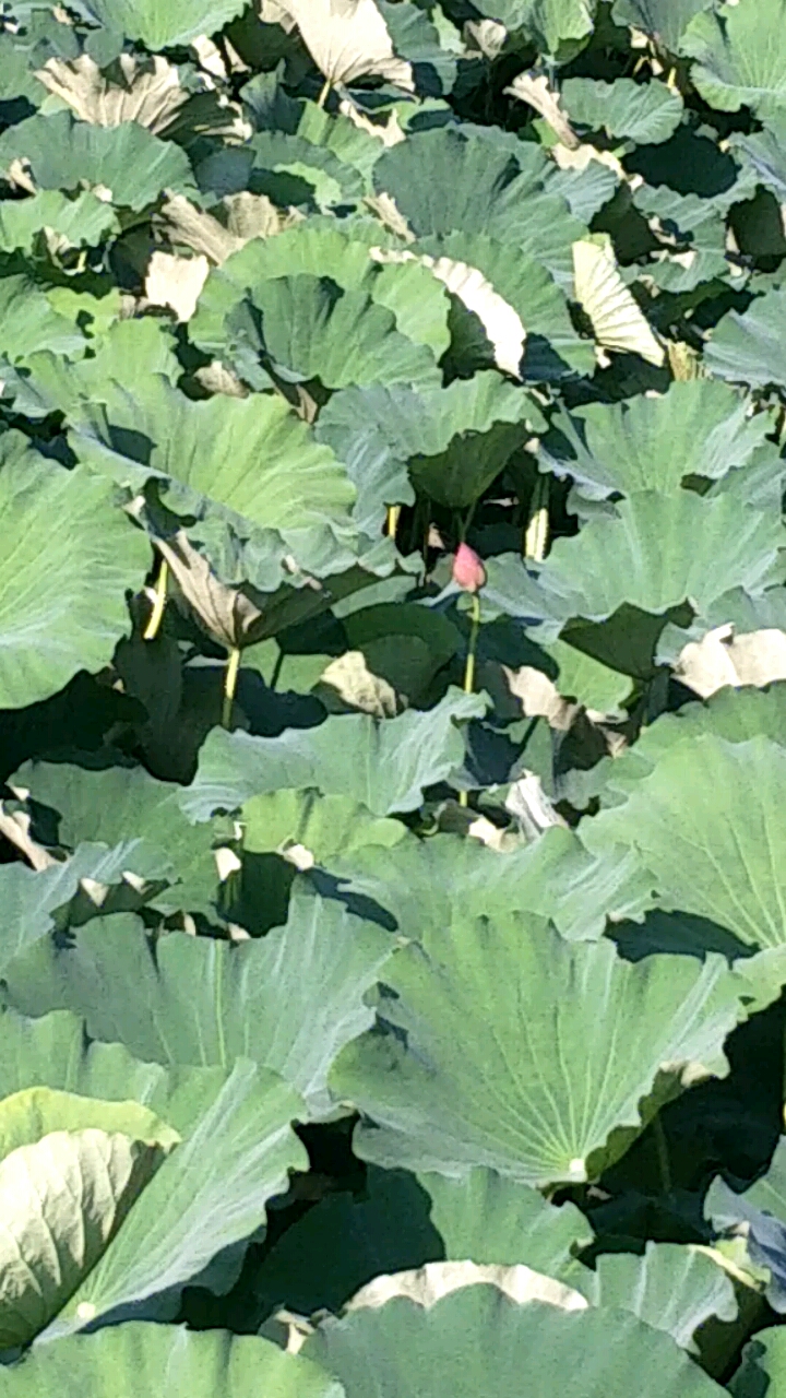 夏天就要这么过#栩栩清风迎面而来