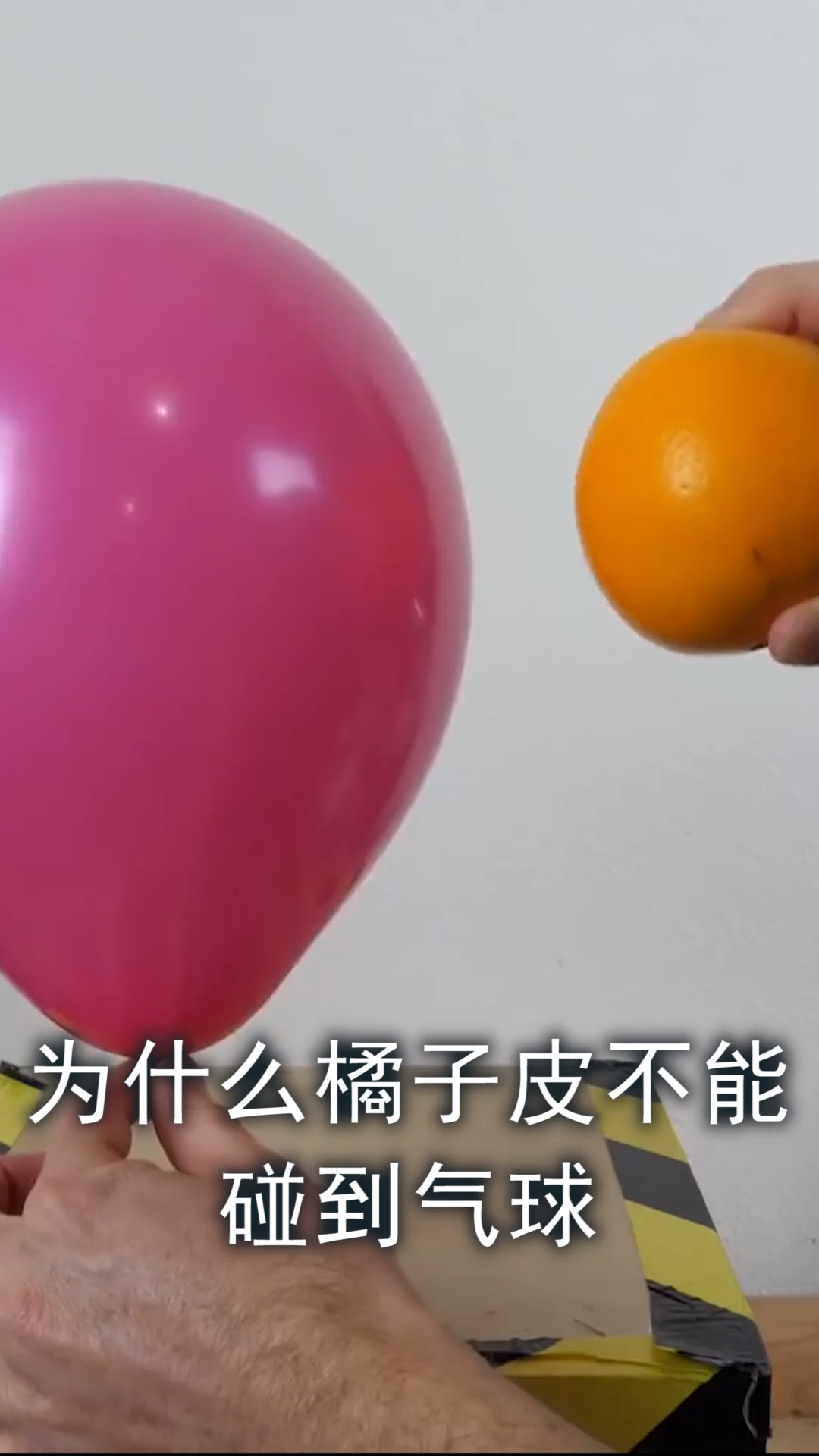 为什么橘子皮不能碰到气球,否则气球会瞬间爆炸这是真的假的?