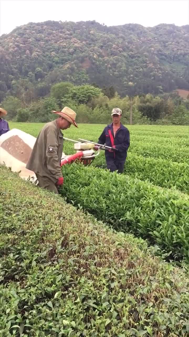 牛人发明的茶叶收割机,比传统手工效率更高,真是便民神器!