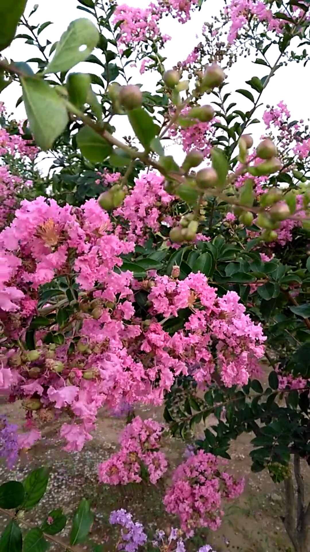 抗暑大作战#夏天最美的花树