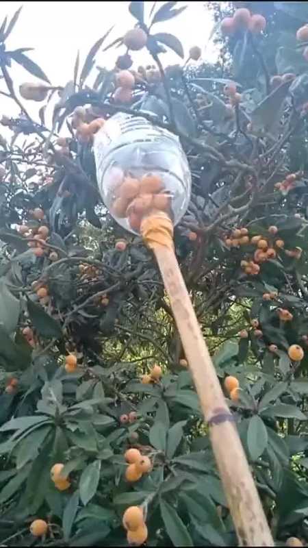 农村姑娘自制神器,摘枇杷不爬树,轻轻一转枇杷就下来!