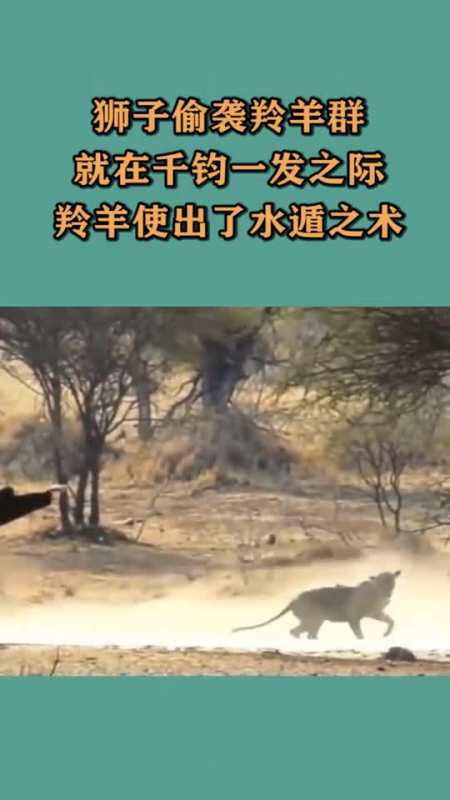 狮子偷袭羚羊群,就在千钧一发之际,羚羊使出了水遁之术