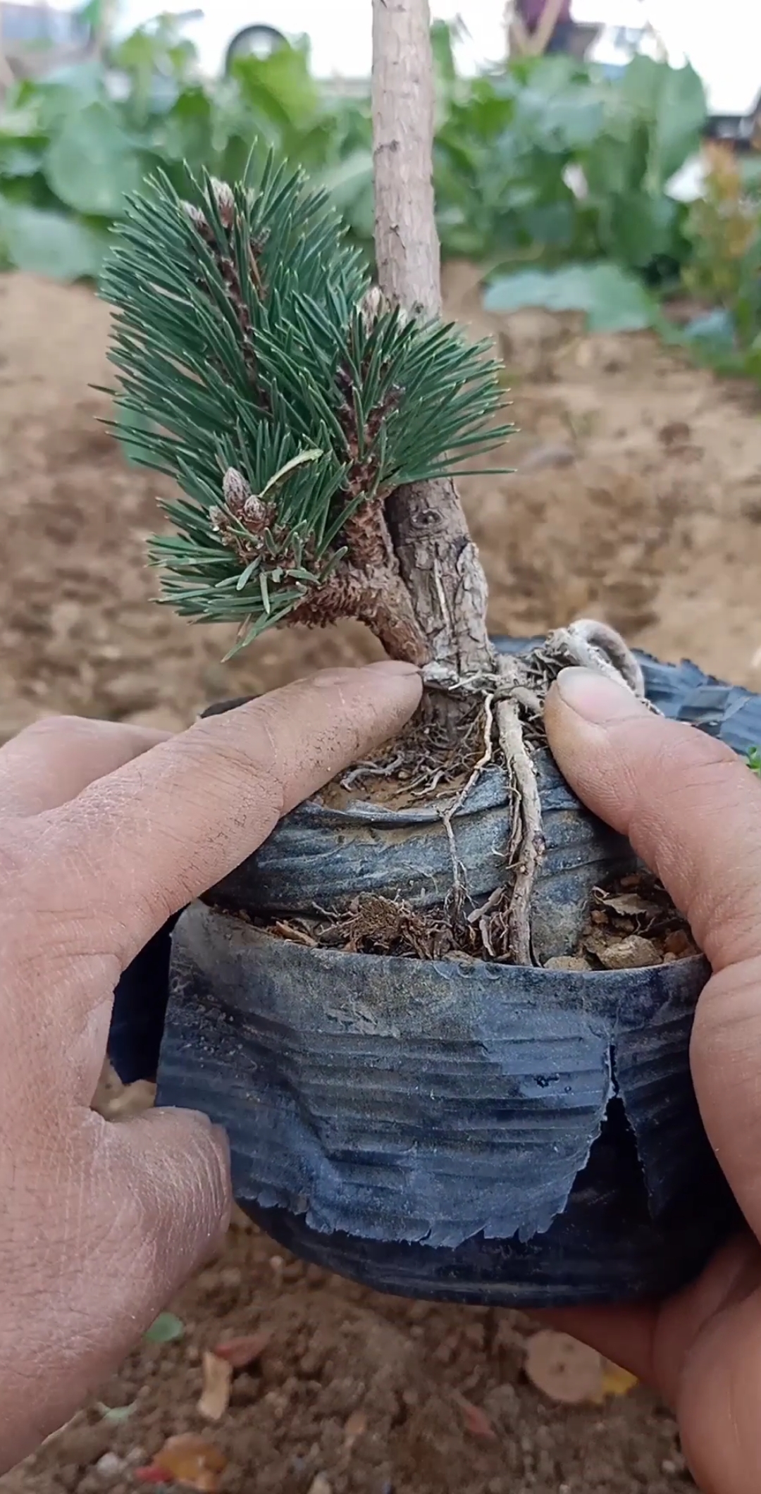 嫁接高手#黑松嫁接千寿玩,最佳季节是春秋,腹部嫁接成活率最高-缎小