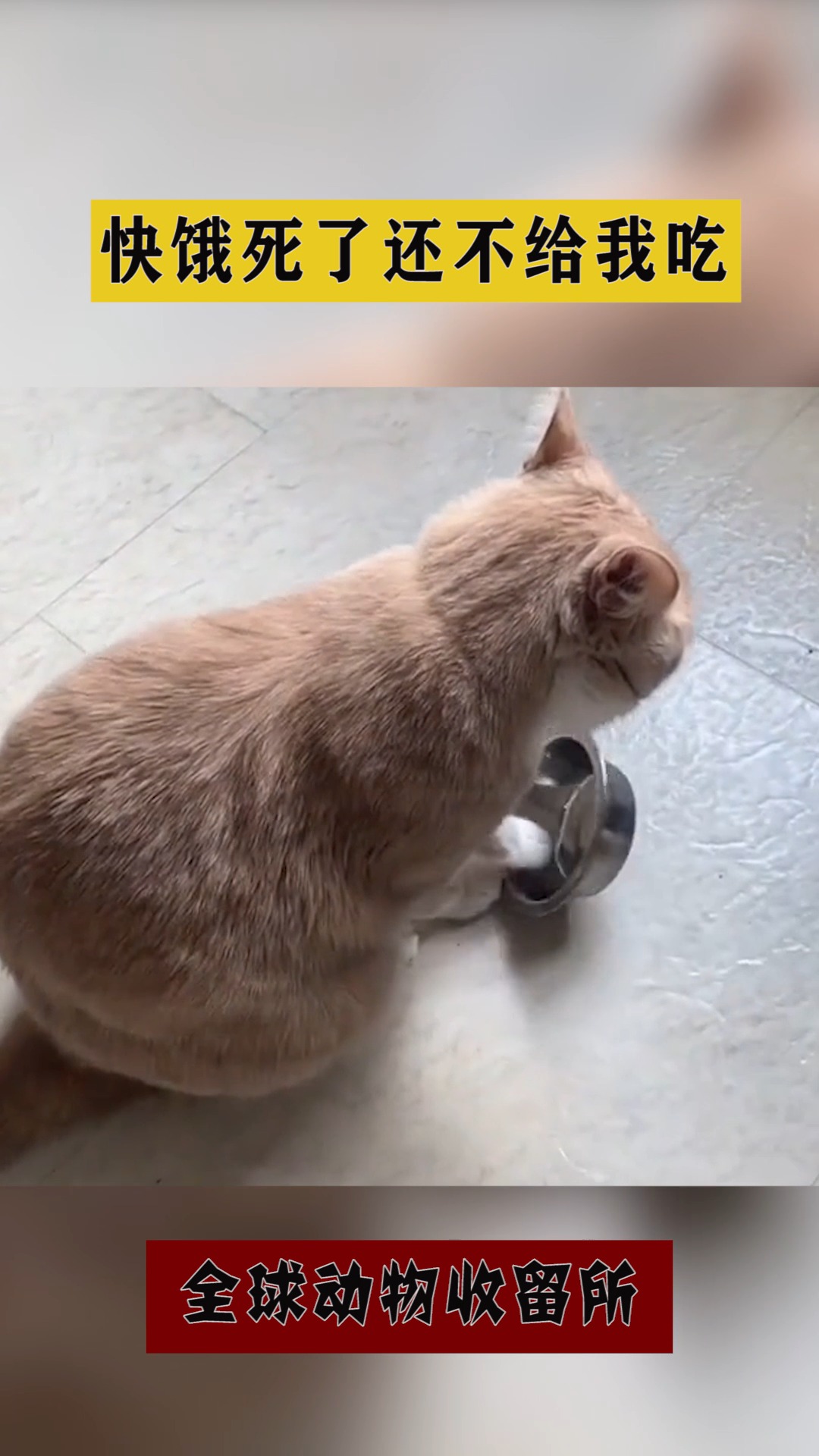 搞笑萌宠#猫星人:快饿死了,还不给我吃!