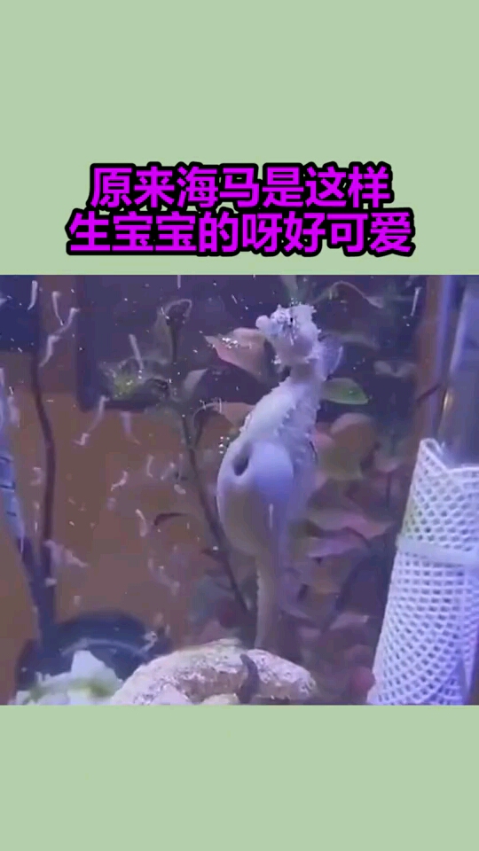 原来海马是这样生宝宝的呀好可爱