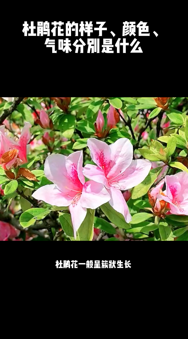 杜鹃花的味道图片