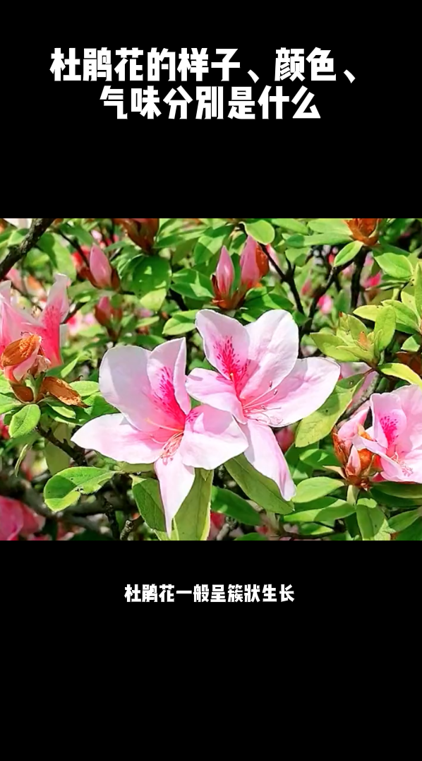 杜鹃花的样子颜色气味分别是什么