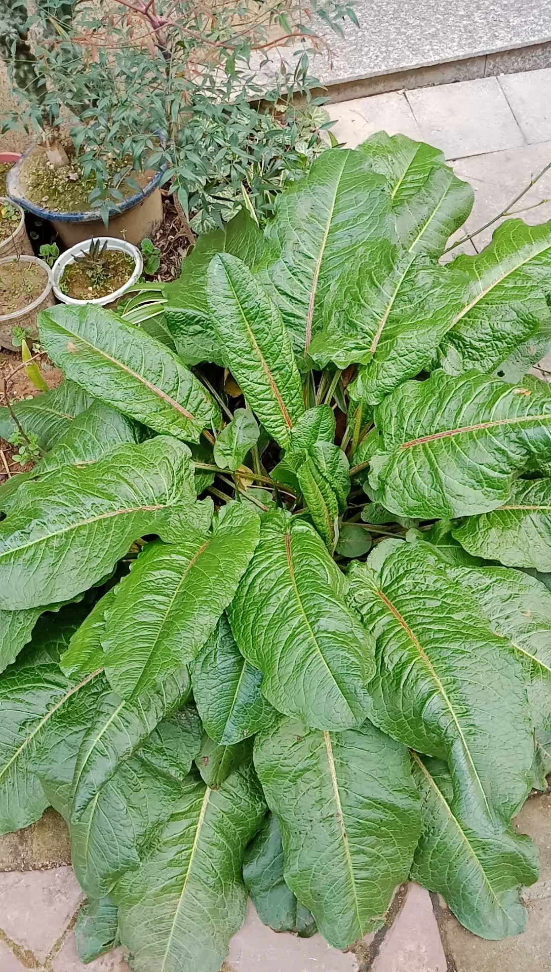 旅游进行时#大青叶你认识?