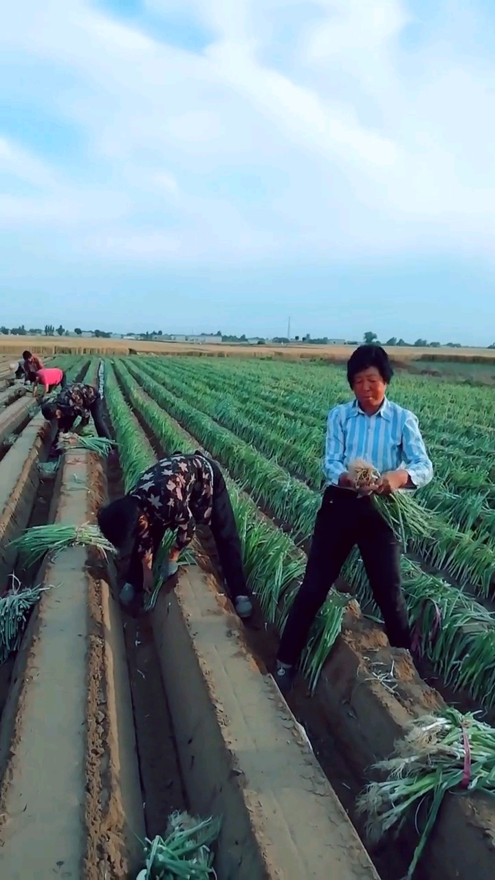 栽大葱
