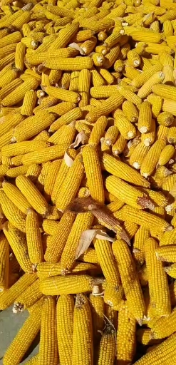 十一出游记#妙法禅院我与僧众一同抢收玉米!今年玉米大丰收!