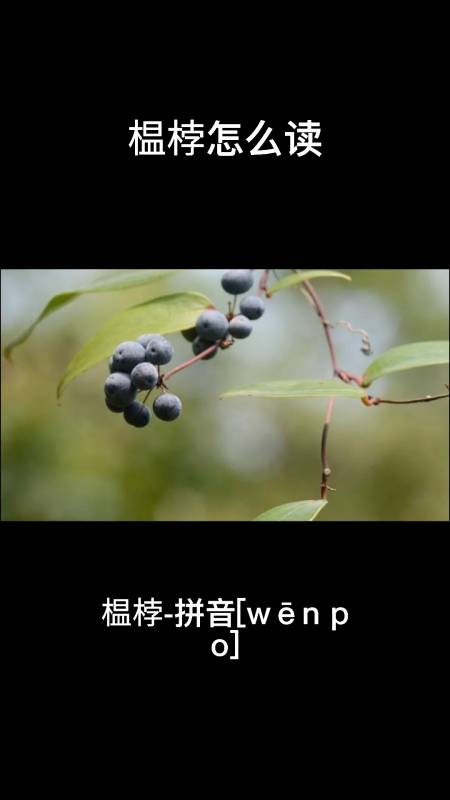 榅桲,怎么读?你知道了吗?