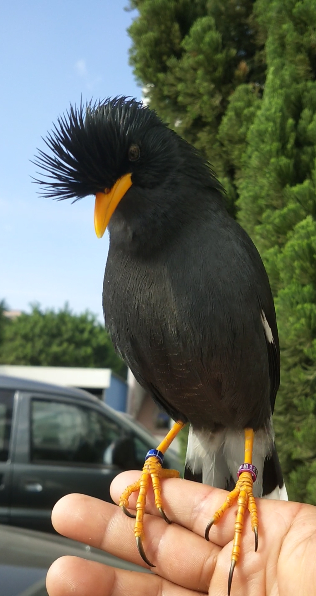 靠帅闯天下的林八哥