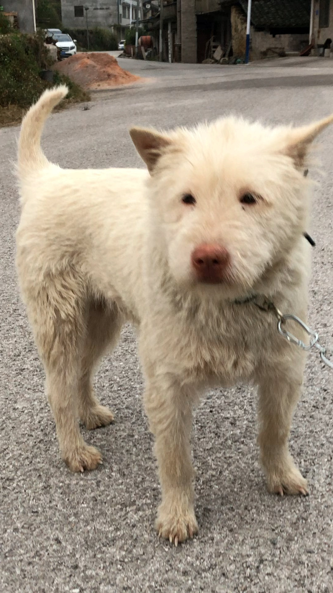 众人喜欢的五短下司犬