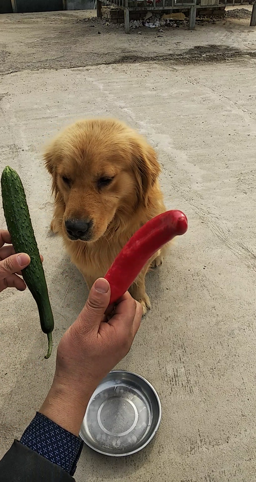 狗狗独立营#骗我吃辣椒啊