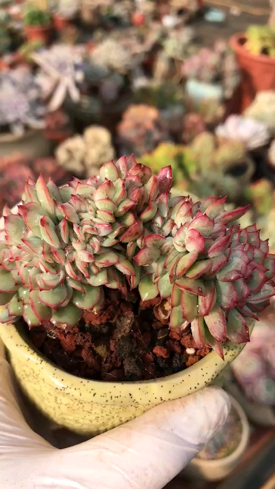 月光女神小缀化